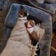 Litter of 8 basset hounds