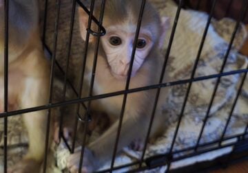 Baby Rhesus Macaques For Sale