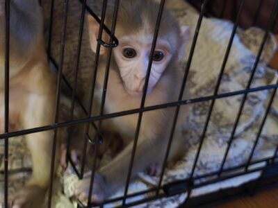 Baby Rhesus Macaques For Sale