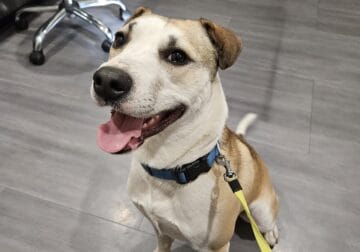 3 y/o Terrier mix free to a good home