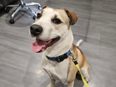 3 y/o Terrier mix free to a good home
