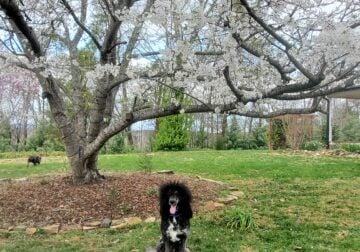 STANDARD POODLE