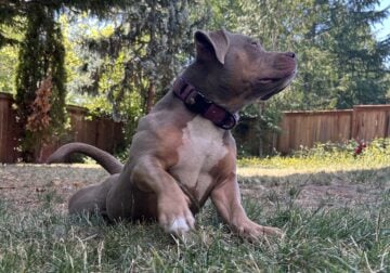 American Bully