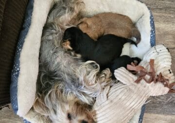 Yorkie puppies