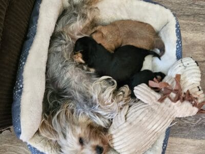 Yorkie puppies
