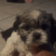Shih tzu puppies for sale 500