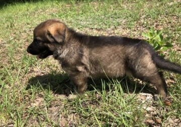 Male GSD puppy