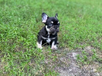 Frenchie puppy