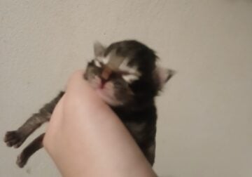 Adorable young cats ready for homes soon!