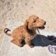 Curly Red Labradoodle in Idaho (see video)