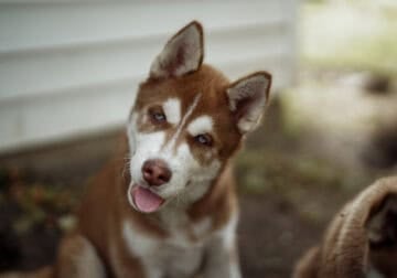 Ziggy the baby Husky!