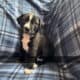 Blue Nose Pitts