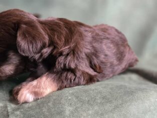 Beautiful AKC Liver Female Mini Schnauzer – Elaine