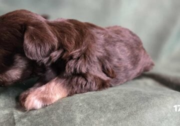 Beautiful AKC Liver Female Mini Schnauzer – Elaine