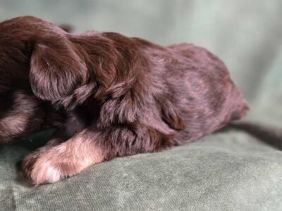 Beautiful AKC Liver Female Mini Schnauzer   ...