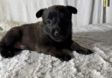 Adorable Belgian Malinois Puppies