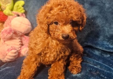 CKC Reg. Maltipoo Puppies