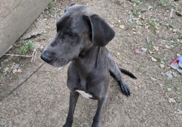 1yr old female Great Dane