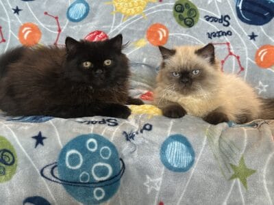 Persian Kittens
