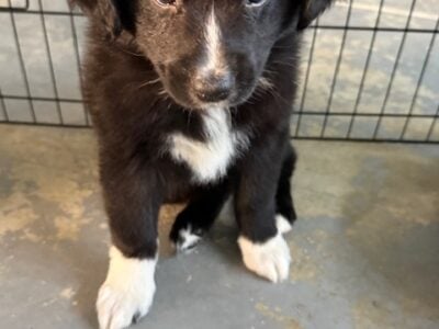 Australian Shepherd Puppy for sale!