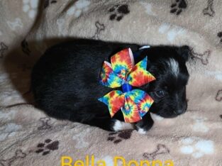 ASDR REGISTERED TOY AUSSIE PUPPIES