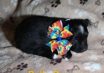 ASDR REGISTERED TOY AUSSIE PUPPIES
