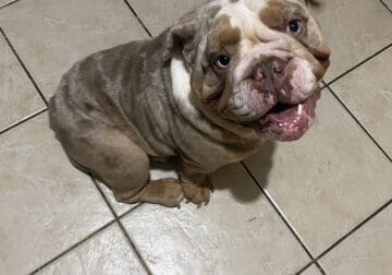 Merle American Bulldog