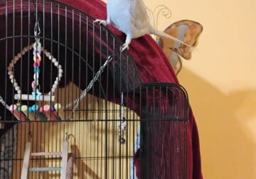Indian ringneck parrot for sale