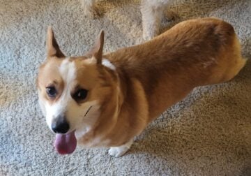 Free corgi and maltipoo
