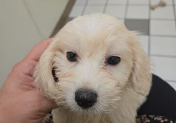 Maltese Dachshund mix puppy