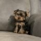 CKC FEMALE YORKIE