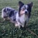 Corgi Stud