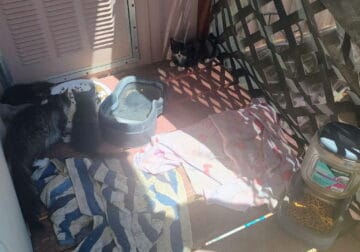 ******FREE KITTENS*****