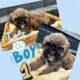 Shih Tzu Puppies
