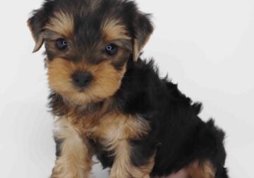 Yorkie girl May