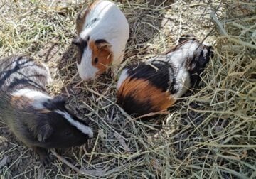 Guinea Pigs Rescues