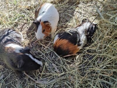 Guinea Pigs Rescues