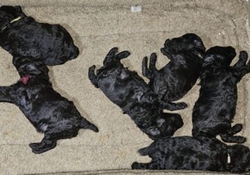 Miniature poodle puppies