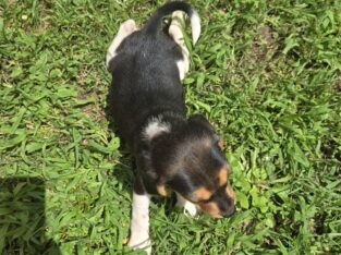 Shortlegged male beagle puppies