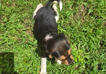 Shortlegged male beagle puppies