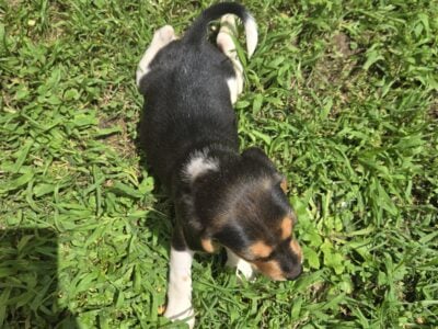 Shortlegged male beagle puppies