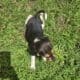 Shortlegged male beagle puppies