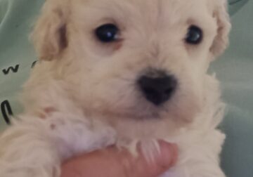 White female toy poodle