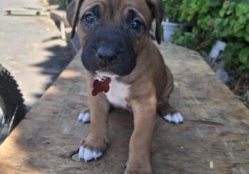 Free pitbull puppies