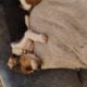 Litter of 8 basset hounds