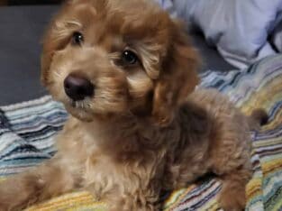Gorgeous Teddy bear doxiepoo malti pups