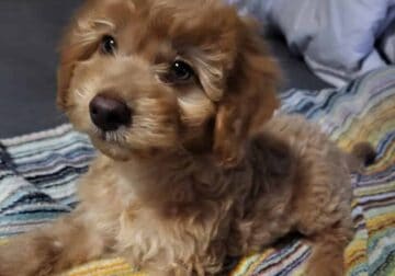 Gorgeous Teddy bear doxiepoo malti pups