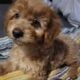 Gorgeous Teddy bear doxiepoo malti pups