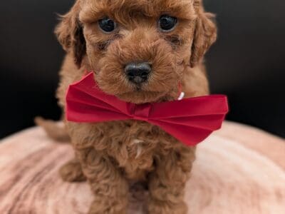 Joe ❤️ Toy Poodle
