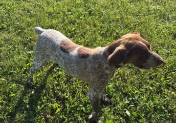 German shorthair